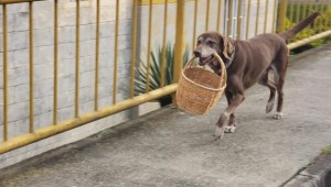 El perrito repartidor durante la cuarentena en Colombia