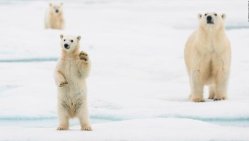 Cambio climático acabaría con osos del Ártico para 2100
