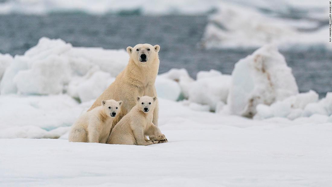 Cambio climático esta ocasionado terribles cambios en los animales del ártico