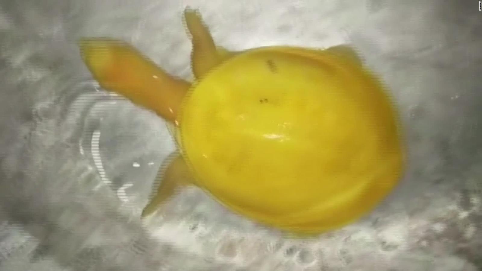 Hallan una tortuga amarilla que sería albina, según expertos | CNN