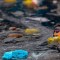 Desechos plásticos en el mar se triplicarían en 20 años