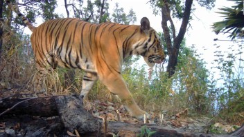 Reaparición de tigres en extinción ofrece una esperanza