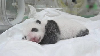 ¿Te gustaría ponerle nombre a este panda?
