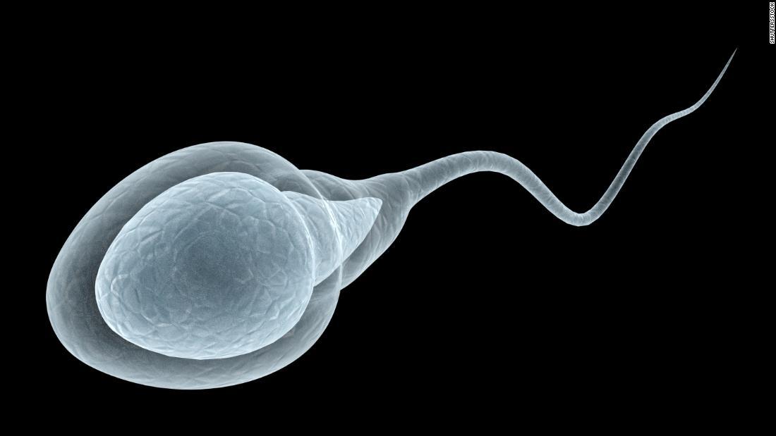 Los espermatozoides nos engañaron y en realidad no se mueven como hemos  creído durante siglos, afirma nuevo estudio | CNN