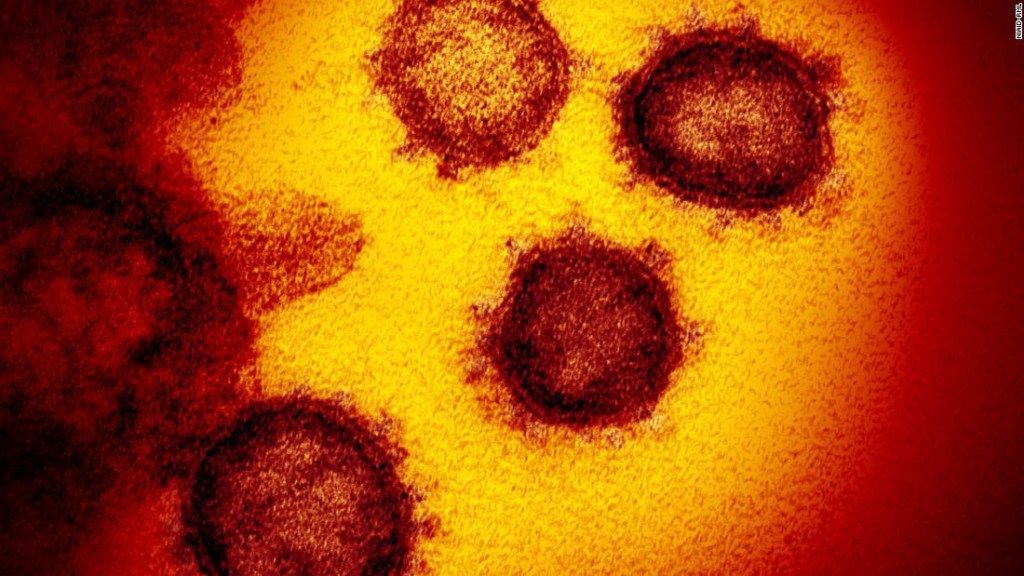 coronavirus inmunidad celulas t reactividad cruzad