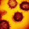 coronavirus inmunidad celulas t reactividad cruzad