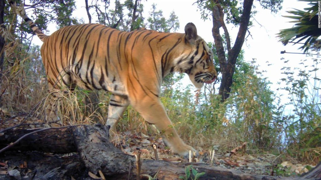 Tigres en peligro de extinción captados en cámara en Tailandia refuerzan la esperanza de supervivencia de las especies