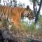 Tigres en peligro de extinción captados en cámara en Tailandia refuerzan la esperanza de supervivencia de las especies