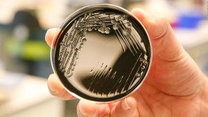 Bacteria legionella es encontrada en edificios de Atlanta