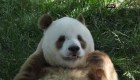 China logra salvar al panda, pero comete un descuido