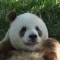 China logra salvar al panda, pero comete un descuido