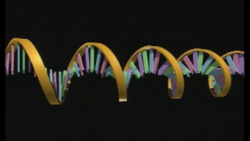 Científicos desarrollan modelo 3D del genoma humano