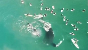 Mira la inesperada visita de ballenas a unos surfistas