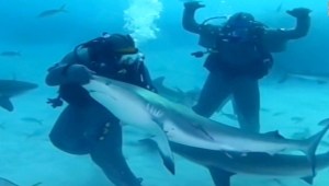 Mira cómo Mike Tyson se asusta con tiburones