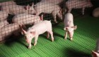 Argentina buscaría duplicar su producción de carne de cerdo