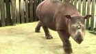 Científicos buscan recuperar raza de rinoceronte extinta