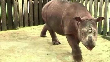 Científicos buscan recuperar raza de rinoceronte extinta