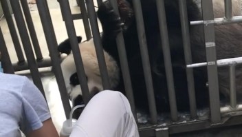 Zoológico de Washington anuncia embarazo de panda gigante