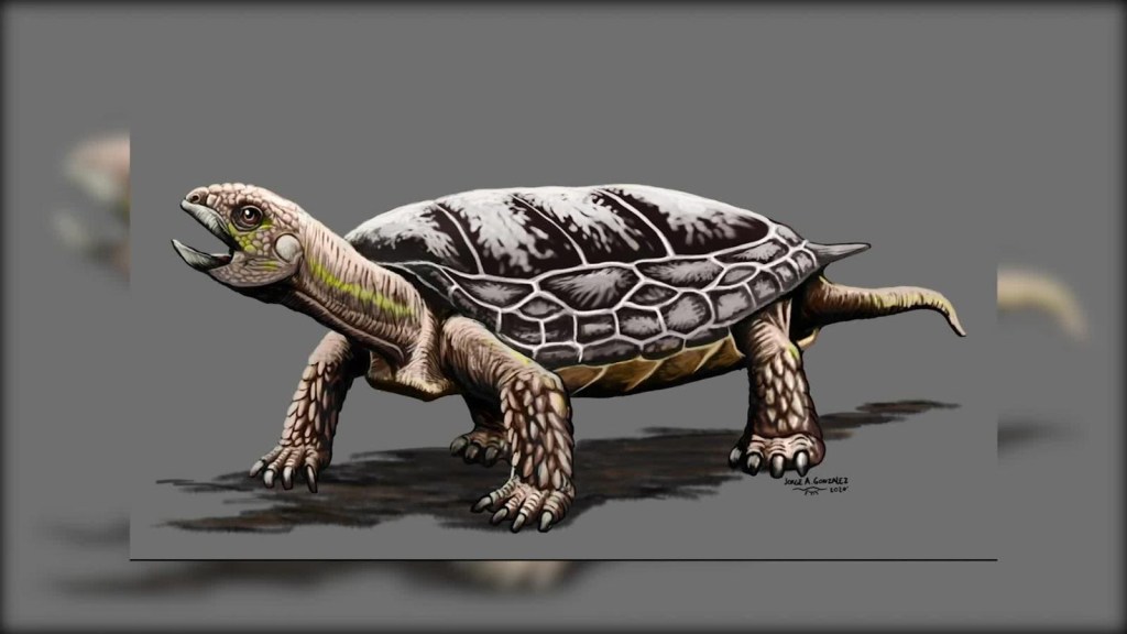 Hallan una tortuga de hace 205 millones de años