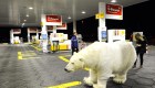 Osos polares, amenazados por planes de extracción en Alaska