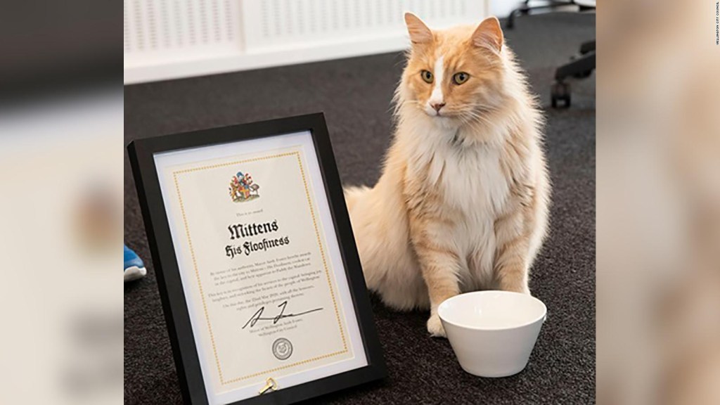 "Mittens", el gato nominado como el neozelandés del año