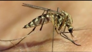 Realizan experimento con mosquitos modificados en Florida