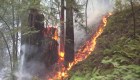 Incendios en California queman medio millón de hectáreas