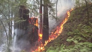 Incendios en California queman medio millón de hectáreas