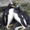 Pareja de pingüinos del mismo sexo adoptan un huevo
