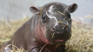 Los primeros nados de una pequeña hipopótamo pigmeo