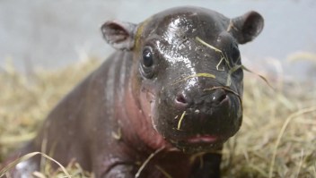 Los primeros nados de una pequeña hipopótamo pigmeo