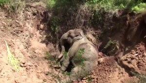 Rescatan a un elefante bebé en Sri Lanka