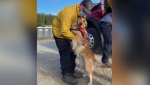 Kerith, la perra que apoya a los bomberos de California