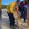Kerith, la perra que apoya a los bomberos de California
