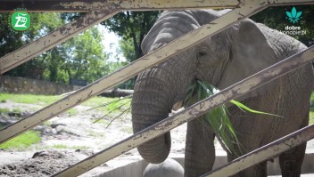 Polonia: elefantes serán tratados con cannabis para combatir estrés