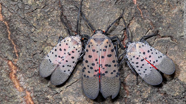 Varios condados de Nueva Jersey están en cuarentena por otra razón: insectos  invasores | CNN
