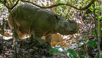 Todos los rinocerontes de Sumatra han muerto en Malasia. Los científicos quieren recuperarlos con tecnología de clonación