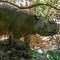 Todos los rinocerontes de Sumatra han muerto en Malasia. Los científicos quieren recuperarlos con tecnología de clonación