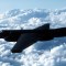 China dice que el avión espía U-2 de Estados Unidos interrumpió sus ejercicios militares