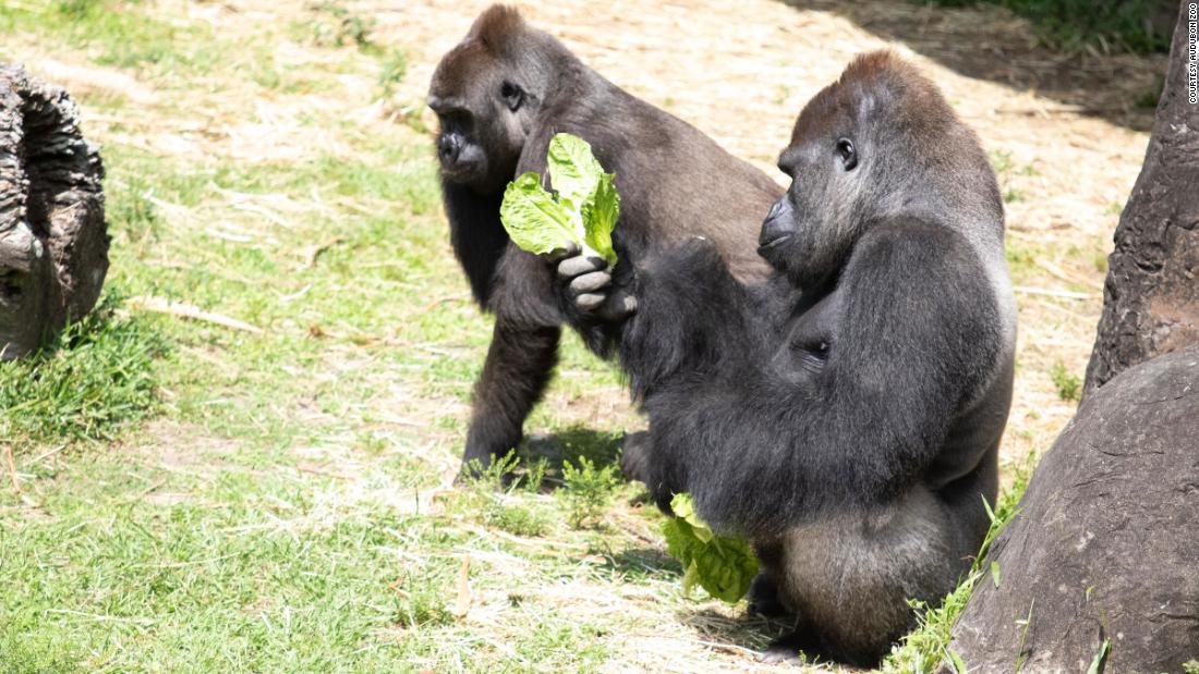 Zoológico organiza un registro de el 'baby shower' de una gorila preñada | CNN