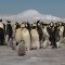 pinguinos-antartida