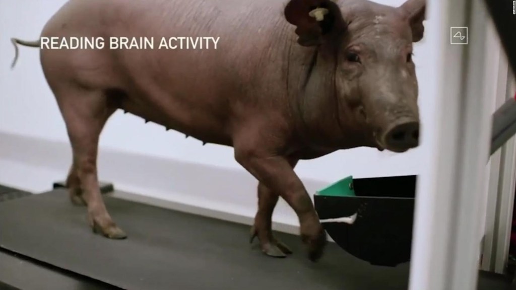 Elon Musk muestra su chip cerebral usando un cerdo