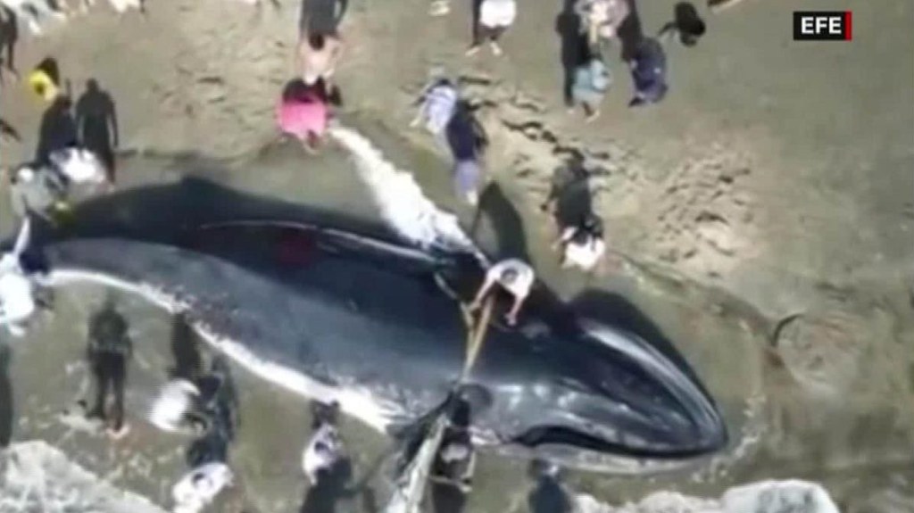 Rescatan a ballena jorobada varada en costas de Ecuador