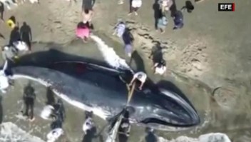 Rescatan a ballena jorobada varada en costas de Ecuador