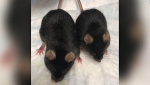 ¿Por qué usan ratones hembras en experimentos de la NASA?