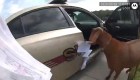 Cabra hambrienta embiste a una policía