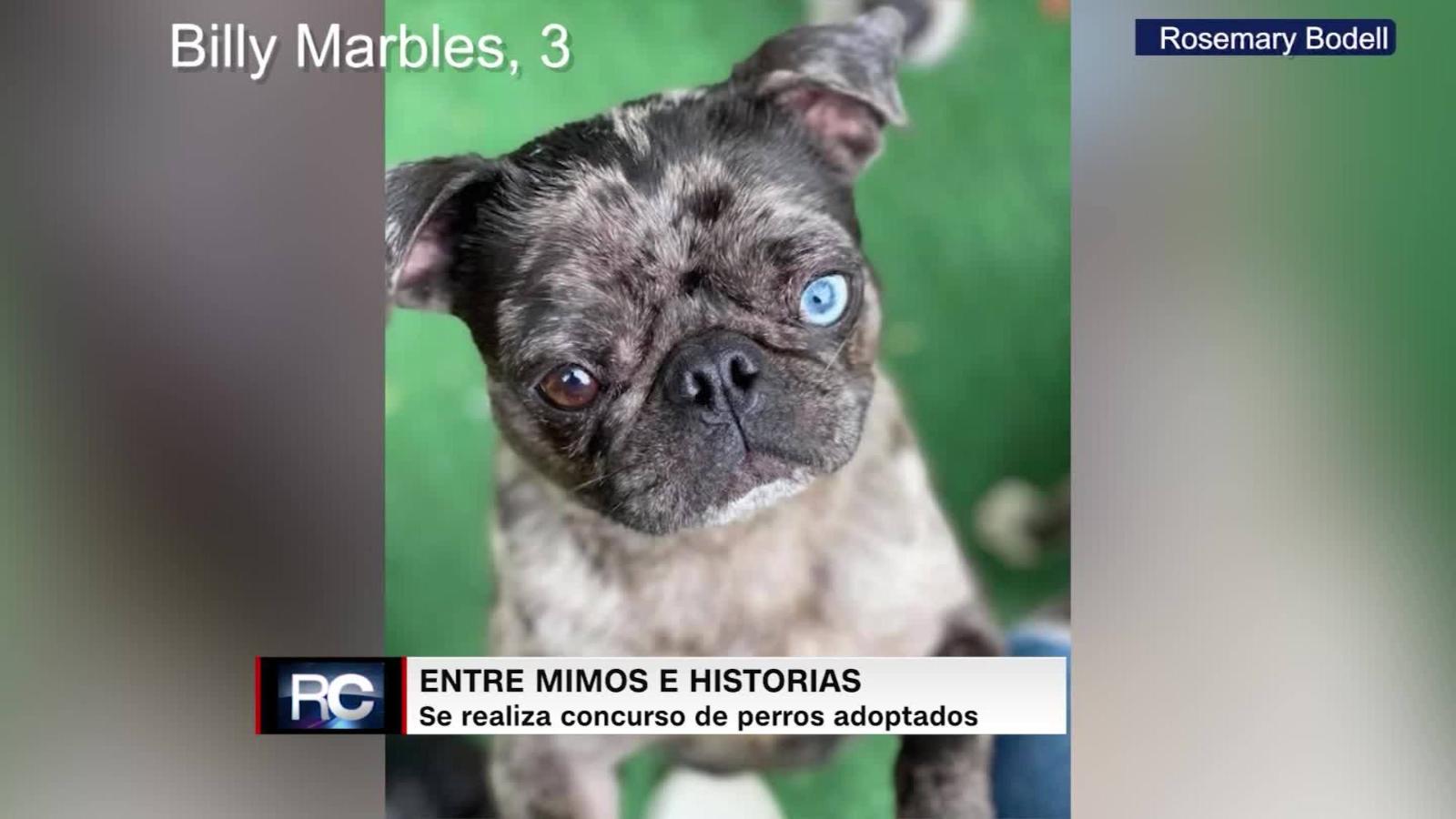 Todopoderoso adyacente Grupo Un tierno concurso para elegir a los "más bellos" perritos adoptados |  Video | CNN