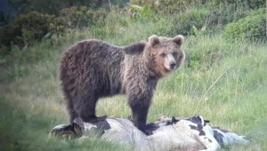 Capturan al oso "escapista" en Italia