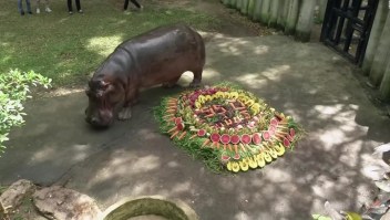 Una abuela hipopótamo celebra su cumpleaños número 55