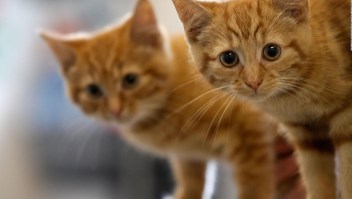 5 categorías para dueños de gatos